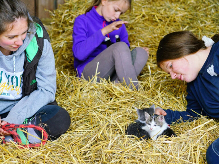 katzenbabys im stroh mit kindern